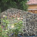Szarvas 076